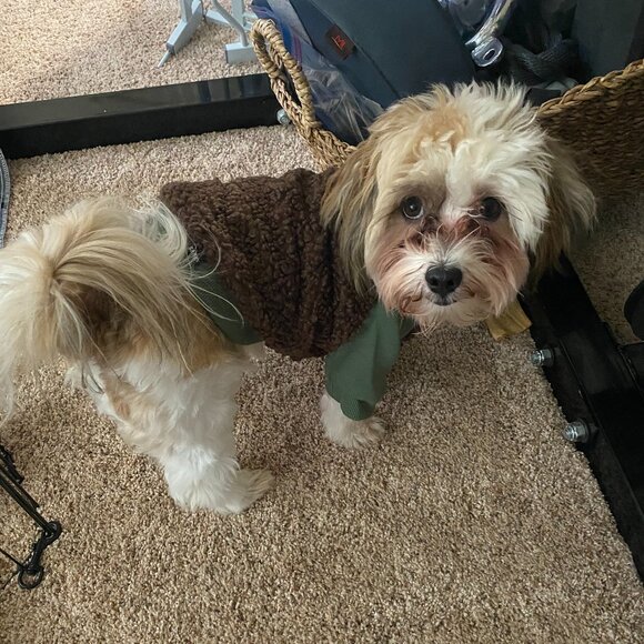 Dog Jacket - Picture 5 of 5